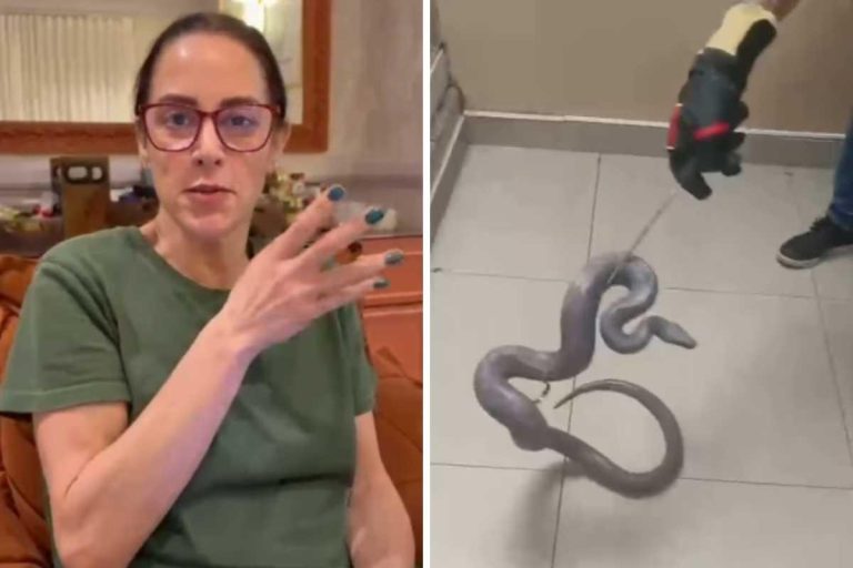 Silvia Abravanel encontra cobra desaparecida após cinco meses!